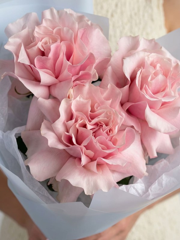 Buchet de 3 trandafiri francezi „Sorbet”
