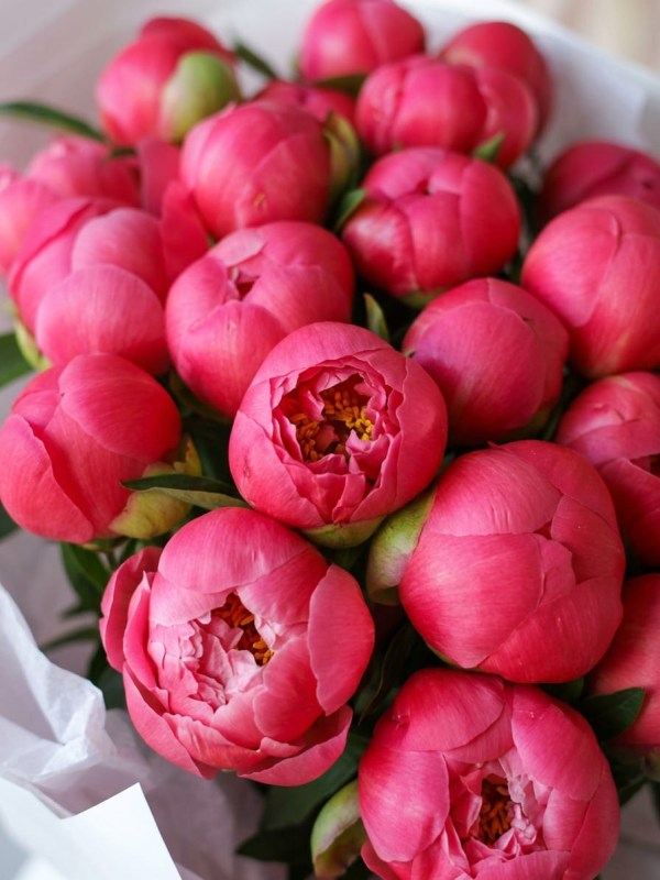 Buchet mare de 25 de bujori corali