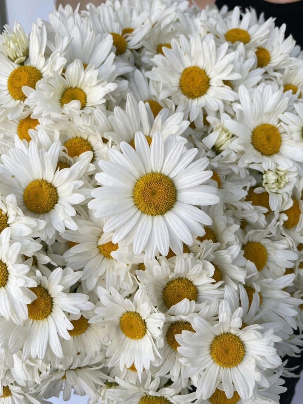 Buchet de 101 margarete de grădină legat cu panglică