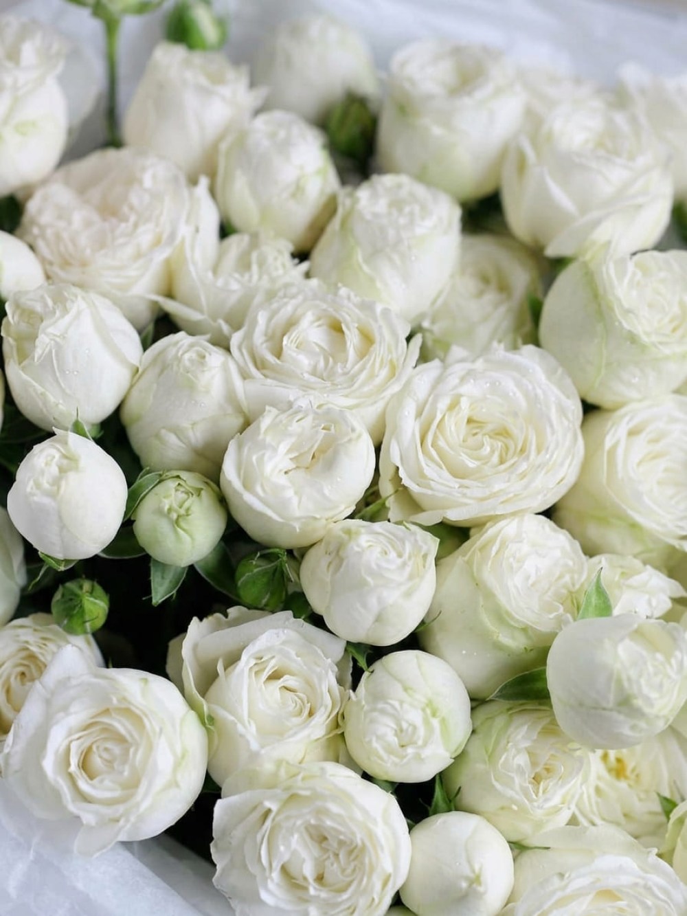 Buchet de 11 trandafiri albi spray