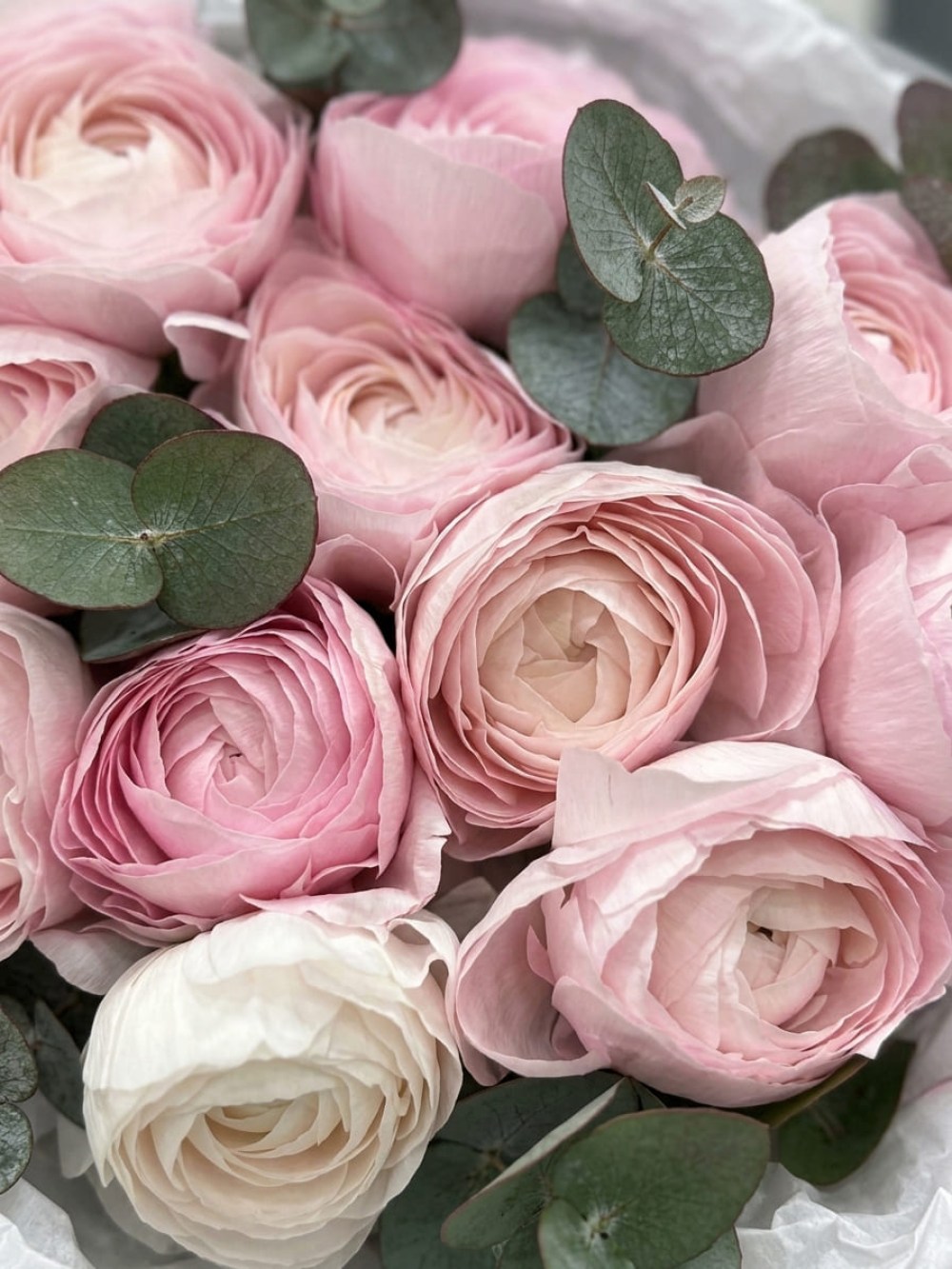 Buchet de 11 ranunculus roz cu eucalipt