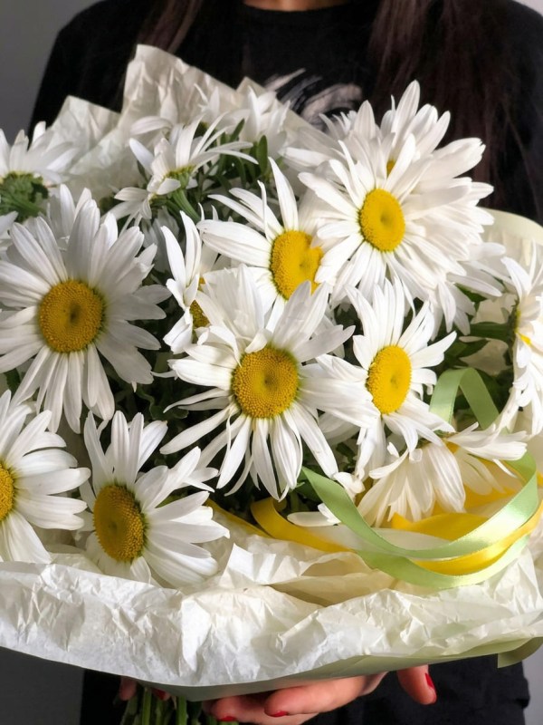 Buchet de 15 margarete de gradina în ambalaj deschis