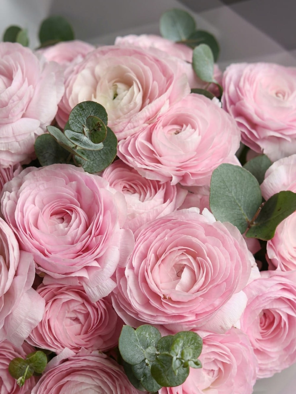 Buchet de 21 de ranunculus roz cu eucalipt