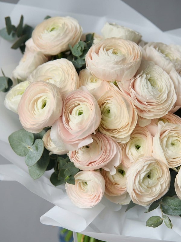 Buchet de 31 ranunculus crem cu eucalipt
