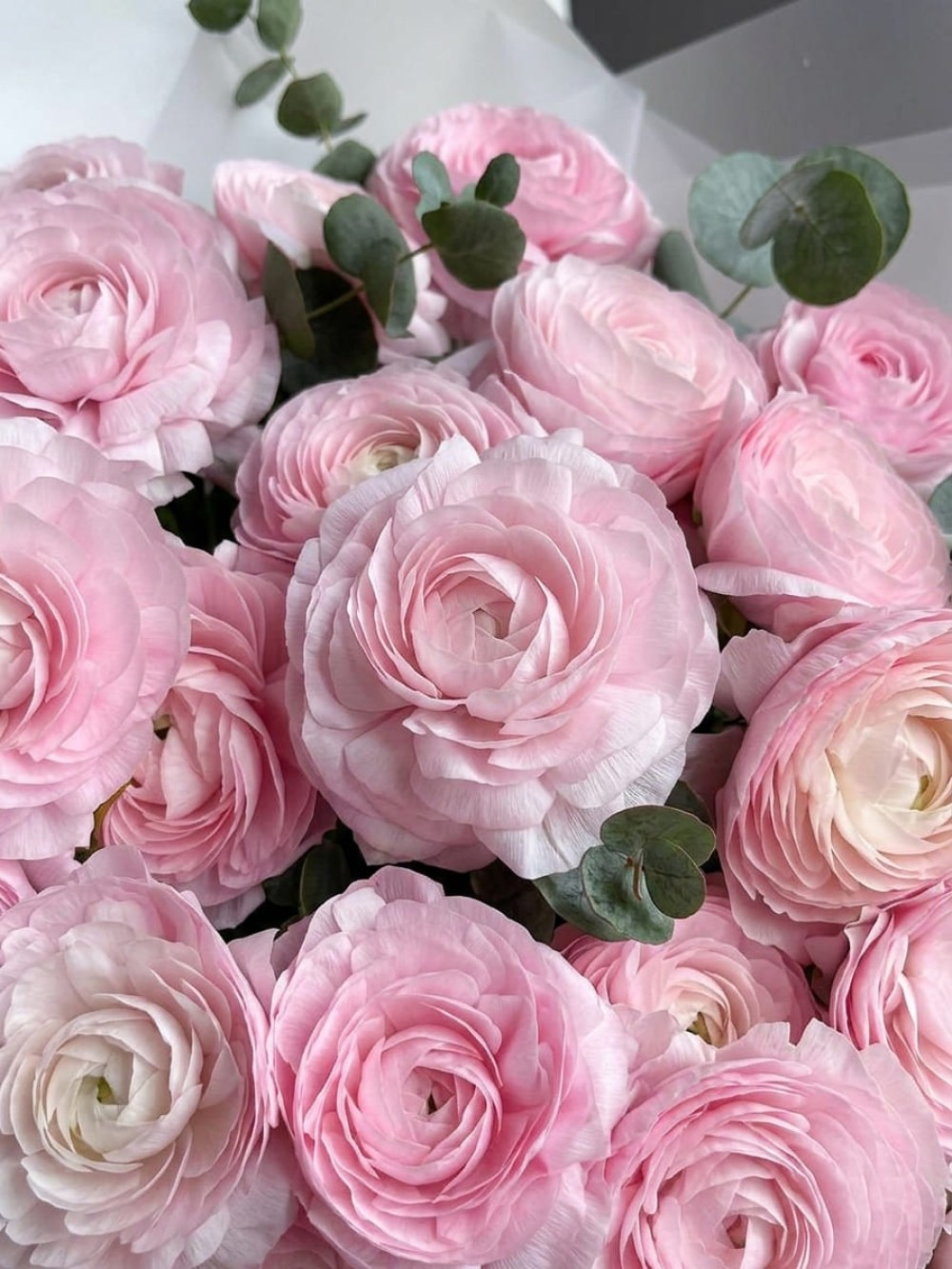 Buchet de 31 de ranunculus roz cu eucalipt
