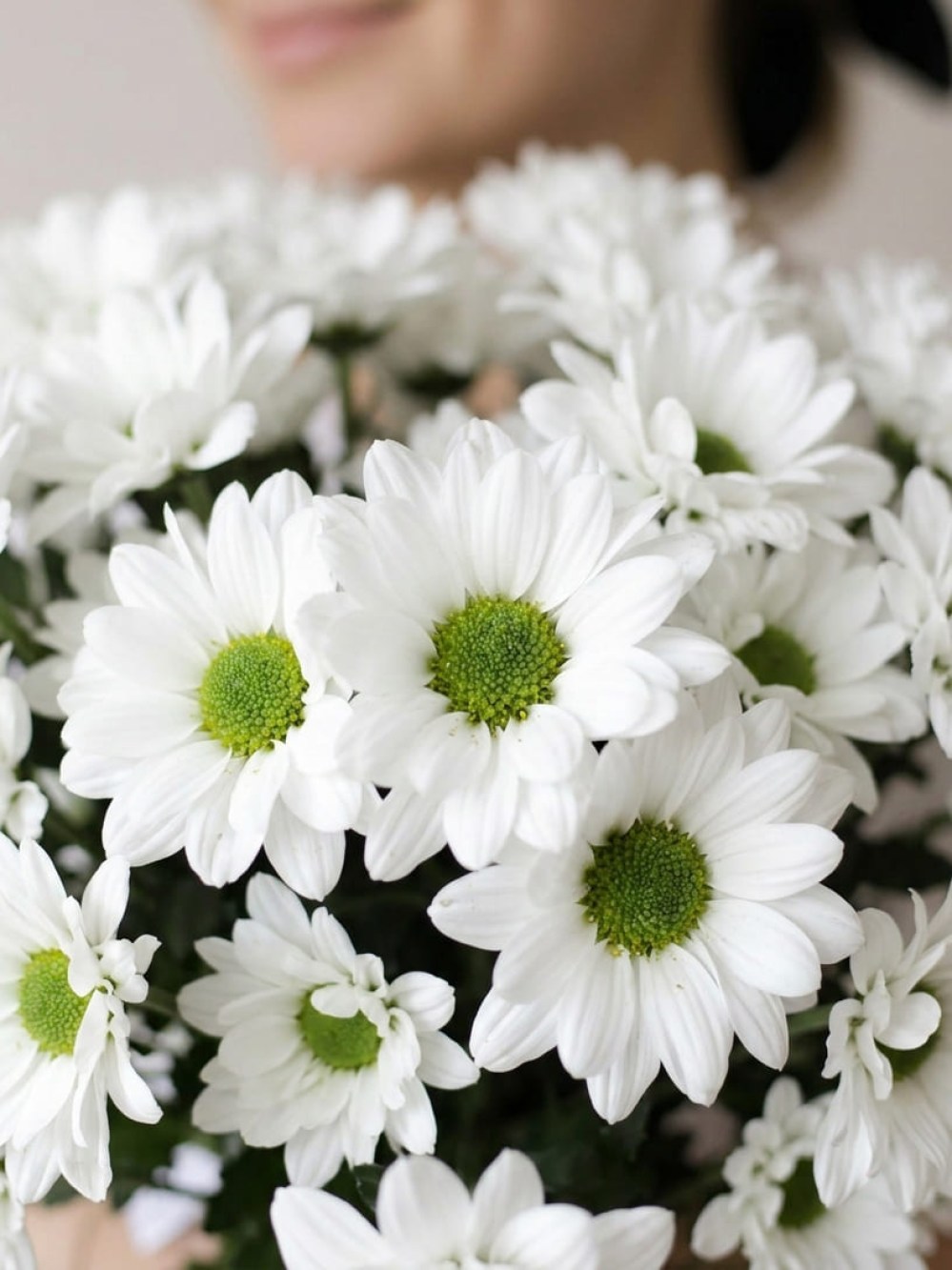 Bouquet of 35 white chamomile chrysanthemums tied with ribbon