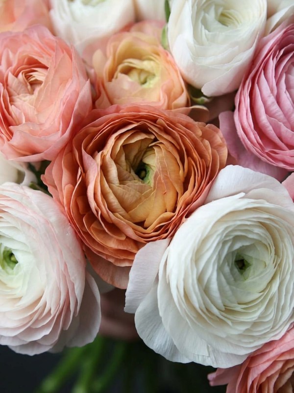 Buchet de 41 de ranunculus amestec legat cu panglică