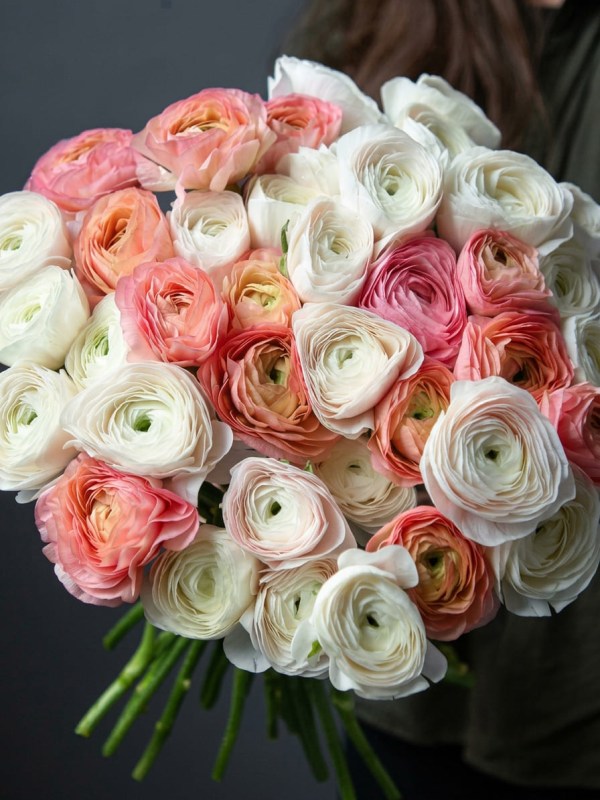 Buchet de 41 de ranunculus amestec legat cu panglică