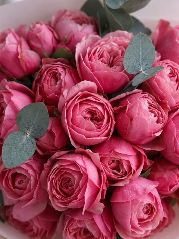 Buchet de 7 trandafiri roz spray Silva Pink cu eucalipt
