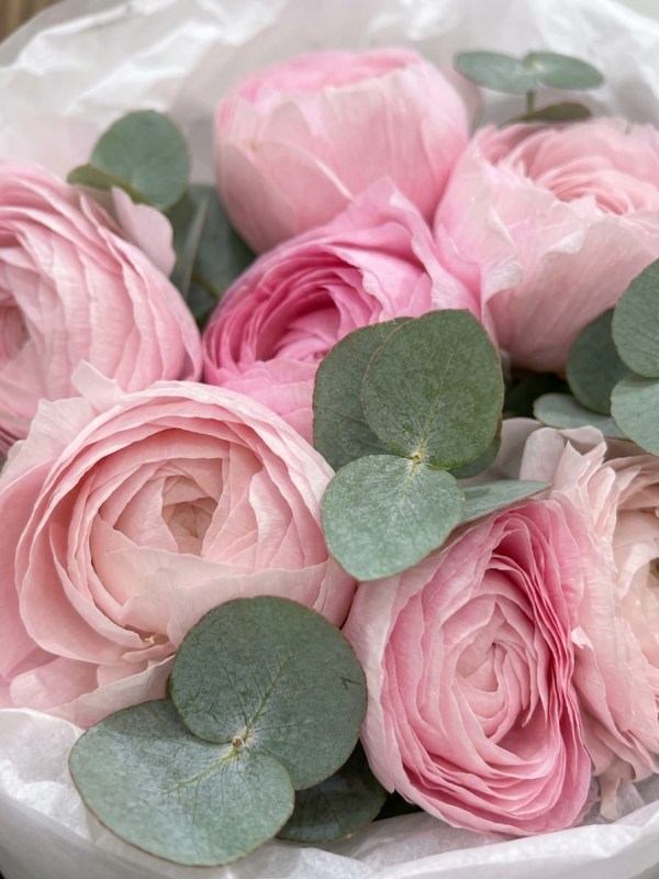 Buchet de 7 ranunculus roz cu eucalipt