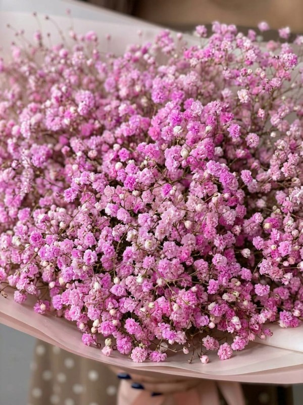 Buchet din 7 ramuri de gypsophila roz premium, ambalat cu pulbere