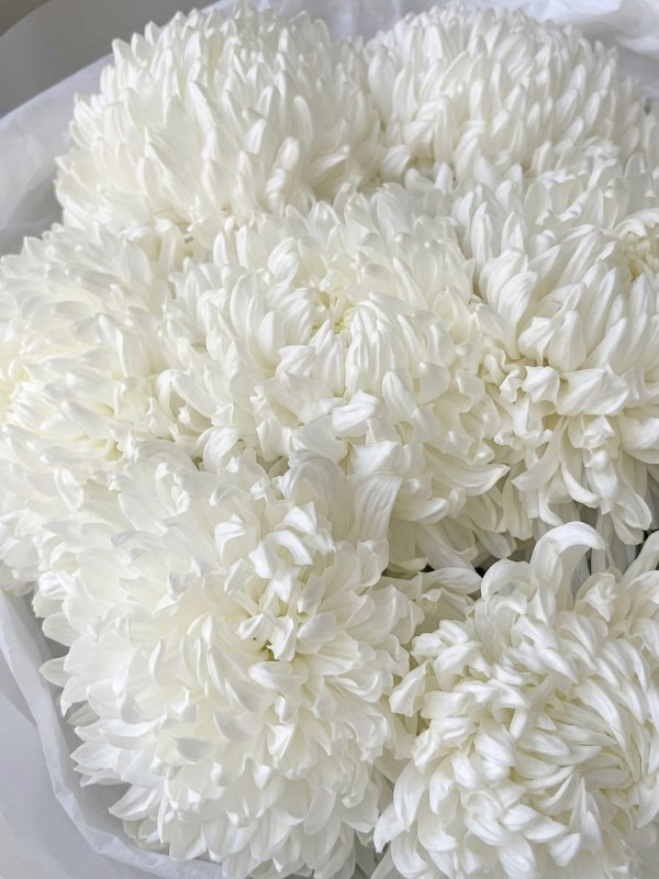 Bouquet of 9 white single-headed chrysanthemums