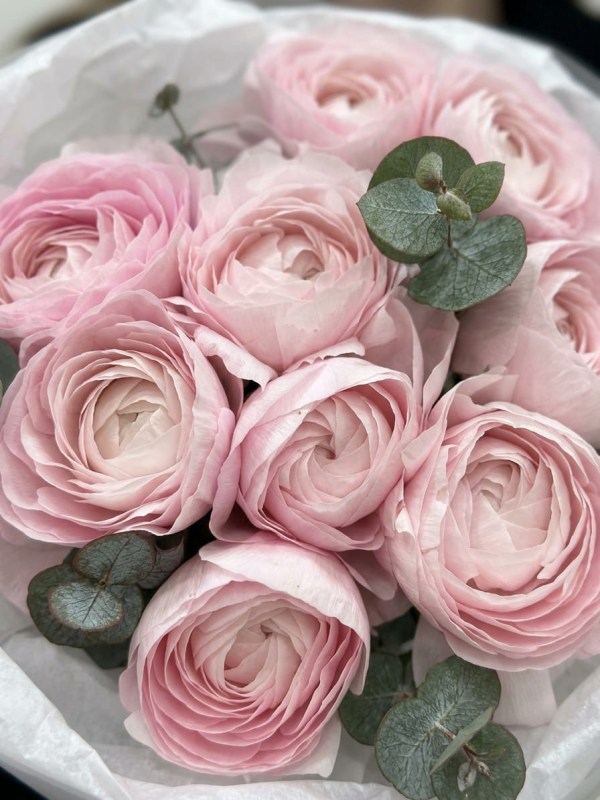 Buchet de 9 ranunculus roz cu eucalipt