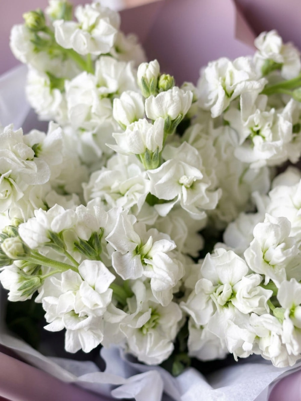 Bouquet of 9 branches of white matthiola