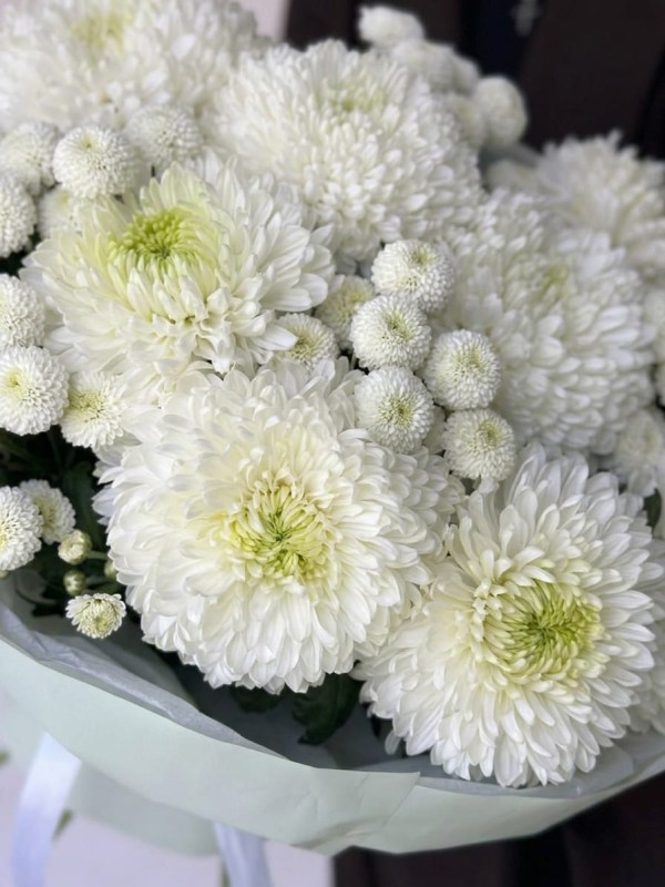 Buchet de crizanteme albe în ambalaj deschis