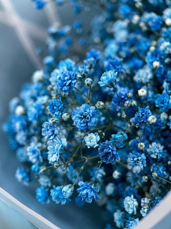 Buchet premium de gypsophila albastru din 11 ramuri