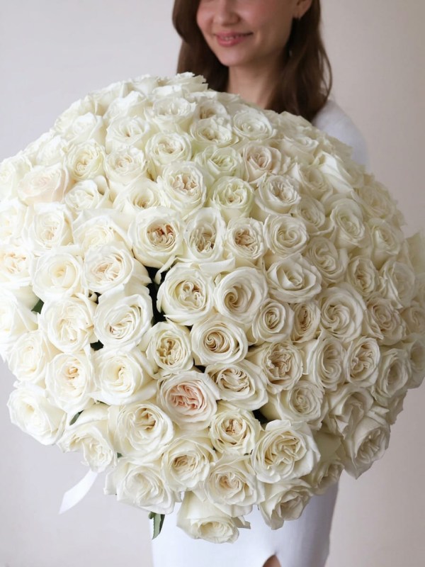 Buchet de 101 trandafiri tip bujor White O'Hara legat cu panglică