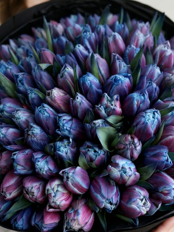 Buchet de 101 lalele bujor albastru-violet