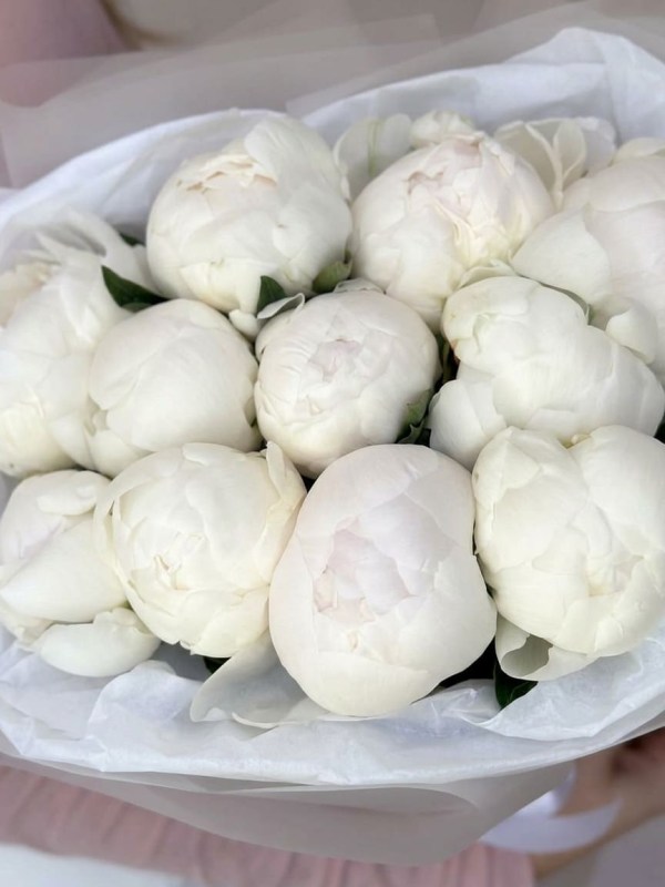 Buchet de 11 bujori albi în ambalaj deschis