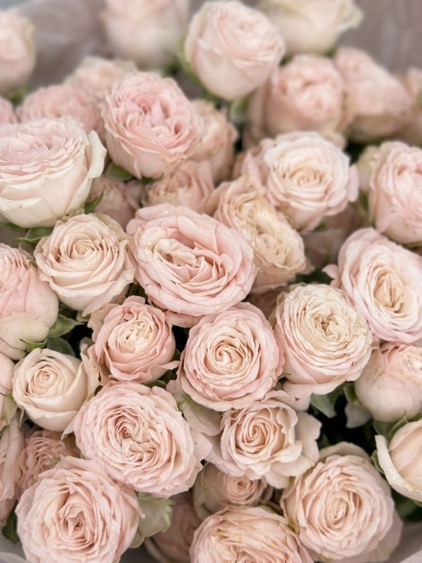 Buchet de 11 trandafiri tip bujor spray Madame Bombastic
