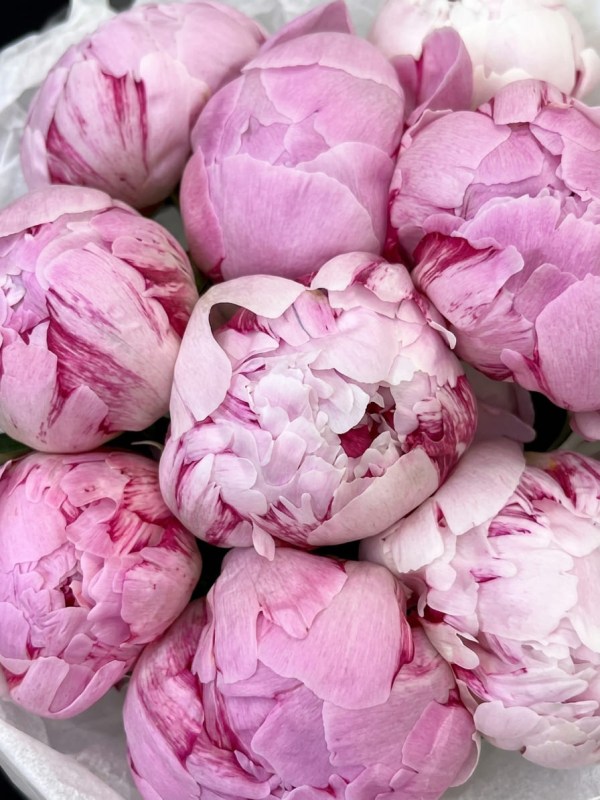 Buchet de 11 bujori Sarah Bernhardt în ambalaj deschis
