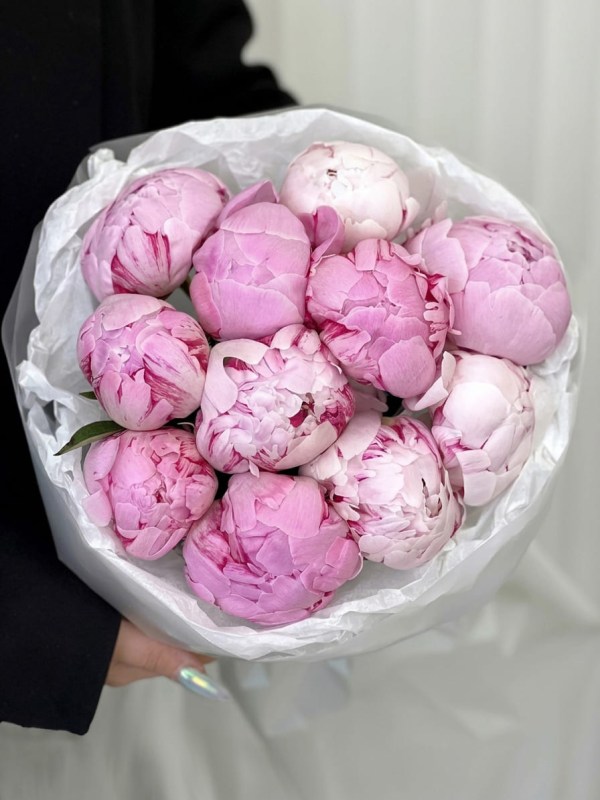 Buchet de 11 bujori Sarah Bernhardt în ambalaj deschis