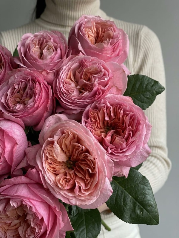 Buchet de 11 trandafiri tip bujor Pink Expression
