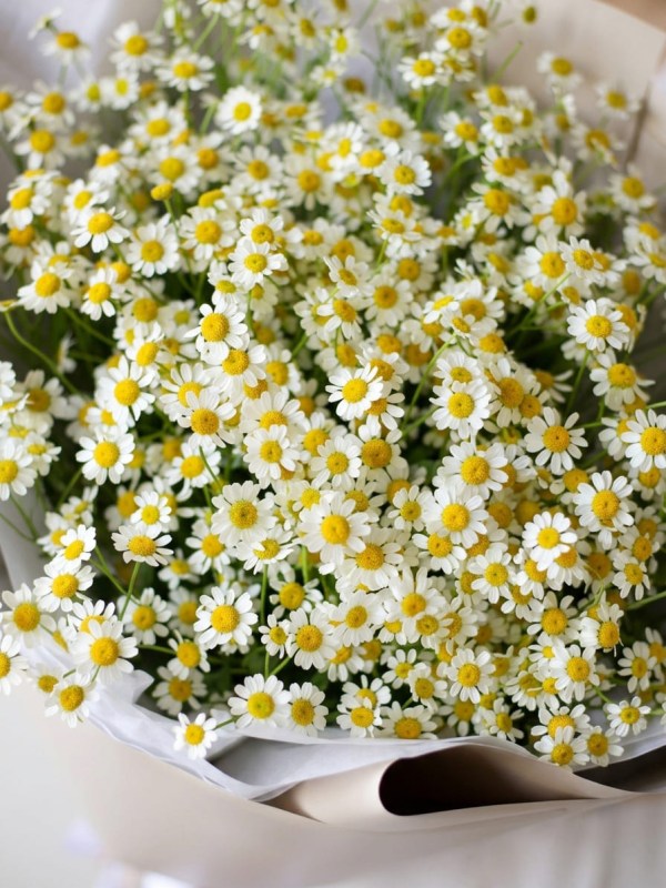 Buchet din 11 ramuri de tanacetum în design bej
