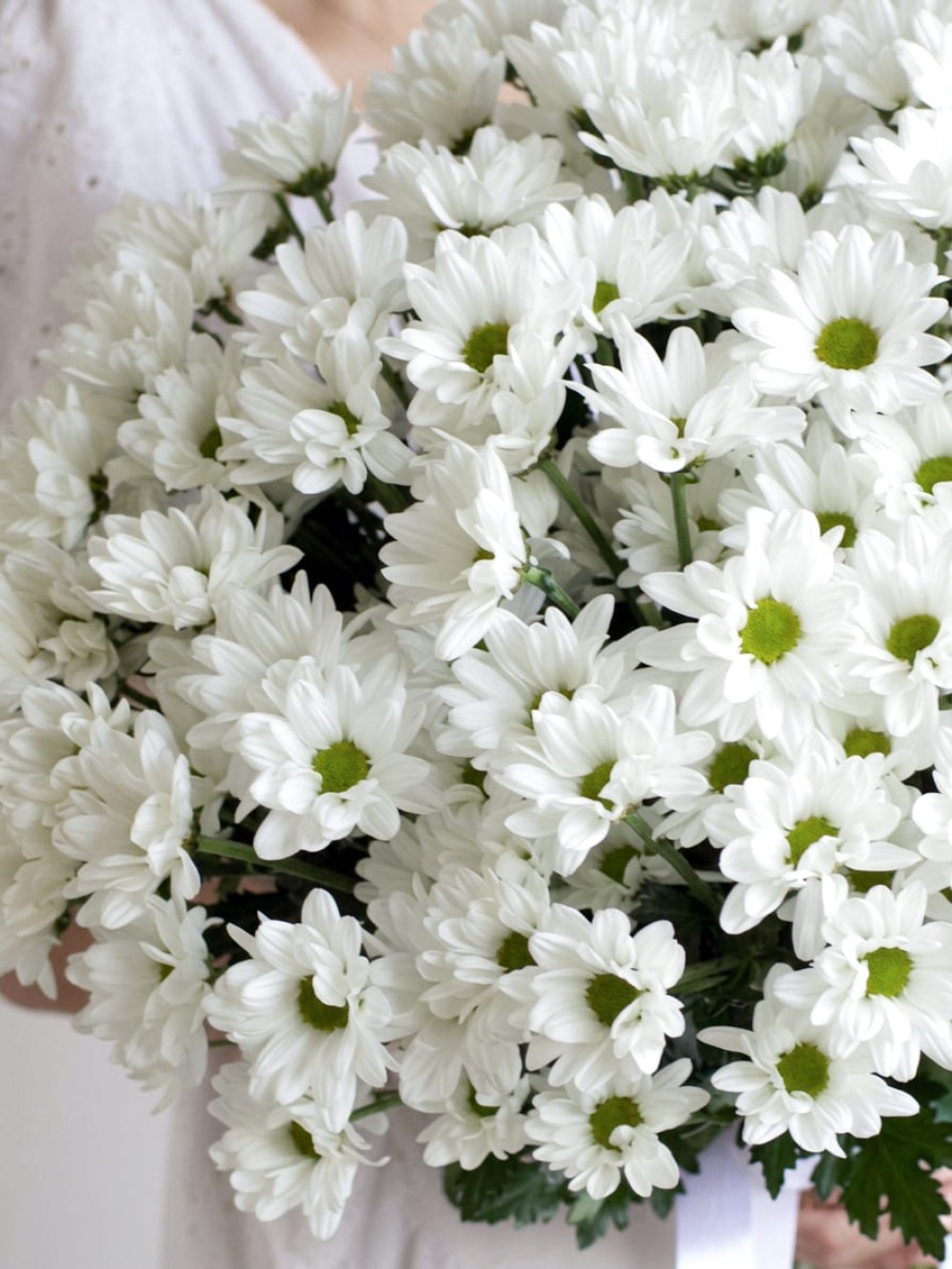 Bouquet of 15 white chamomile chrysanthemums tied with ribbon