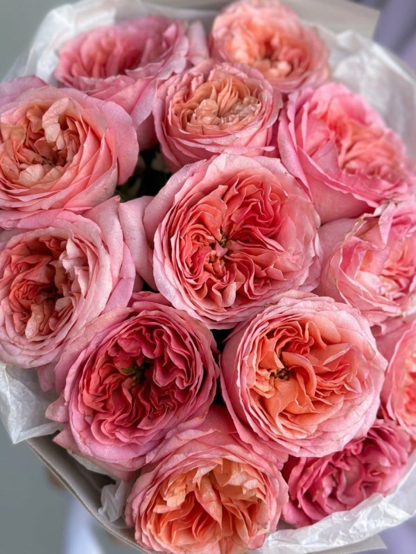 Buchet din 15 trandafiri tip bujor Pink Expression în ambalaj deschis