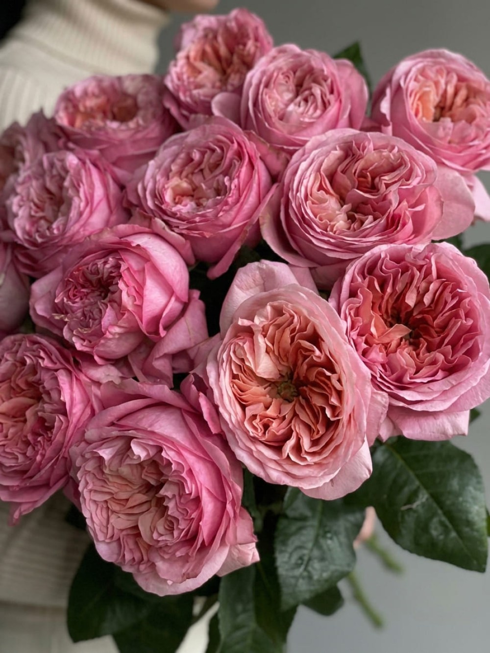 Bouquet of 15 Pink Expression garden roses tied with ribbon