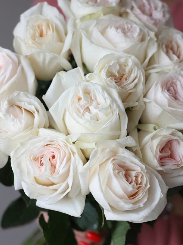 Buchet de 15 trandafiri tip bujor White O'Hara