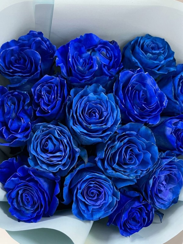 Buchet de 15 trandafiri albastri Mondial Blue