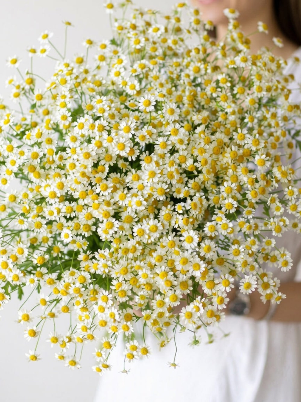 Buchet din 15 ramuri de tanacetum legat cu panglică