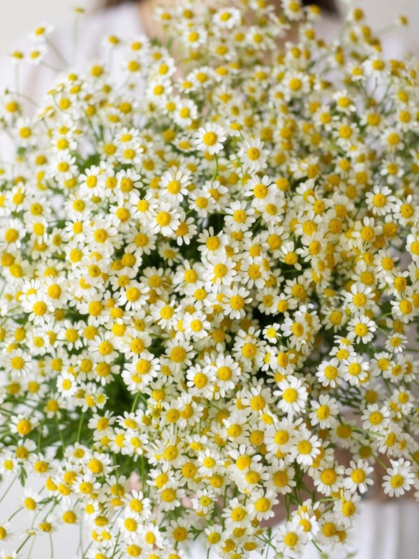 Buchet din 15 ramuri de tanacetum legat cu panglică