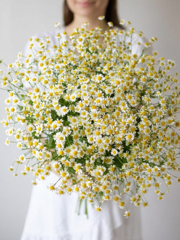 Buchet din 15 ramuri de tanacetum legat cu panglică