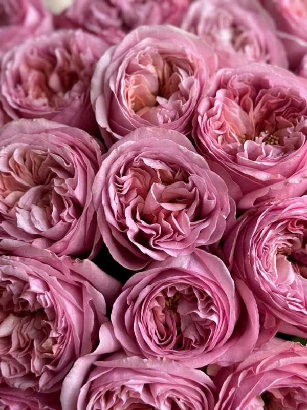 Buchet din 25 de trandafiri tip bujor Pink Expression legat cu panglică