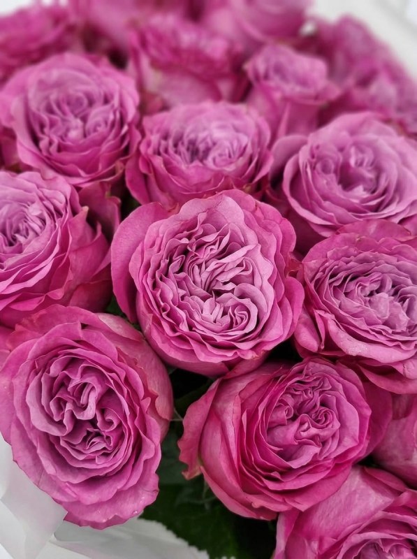 Buchet de 25 de trandafiri tip bujor Queens Crown