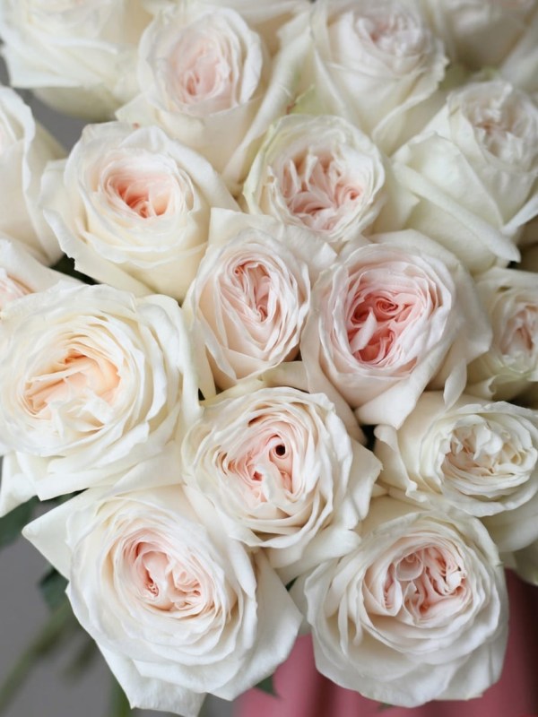 Buchet de 25 de trandafiri tip bujor White O'Hara