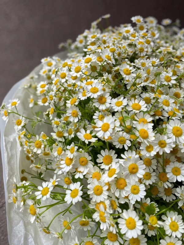 Buchet din 31 de ramuri de tanacetum în design alb