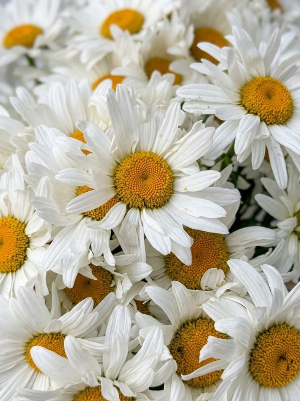 Buchet de 35 de margarete de grădină legat cu panglică