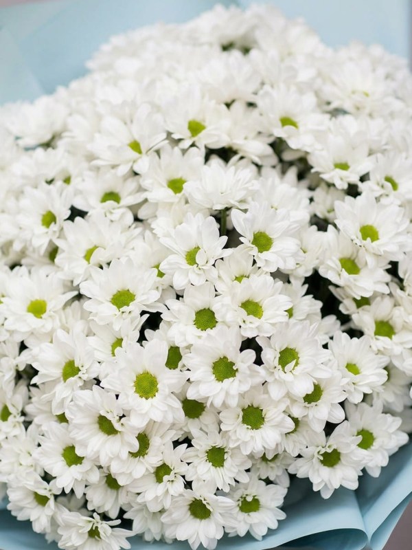 Bouquet of 35 branches of chamomile chrysanthemum in blue packaging