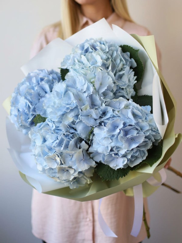 Buchet de 5 hortensii albastre în ambalaj deschis