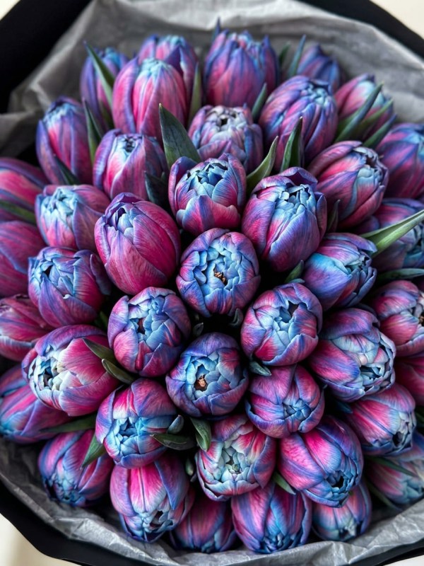 Buchet de 51 de lalele bujor albastru-violet