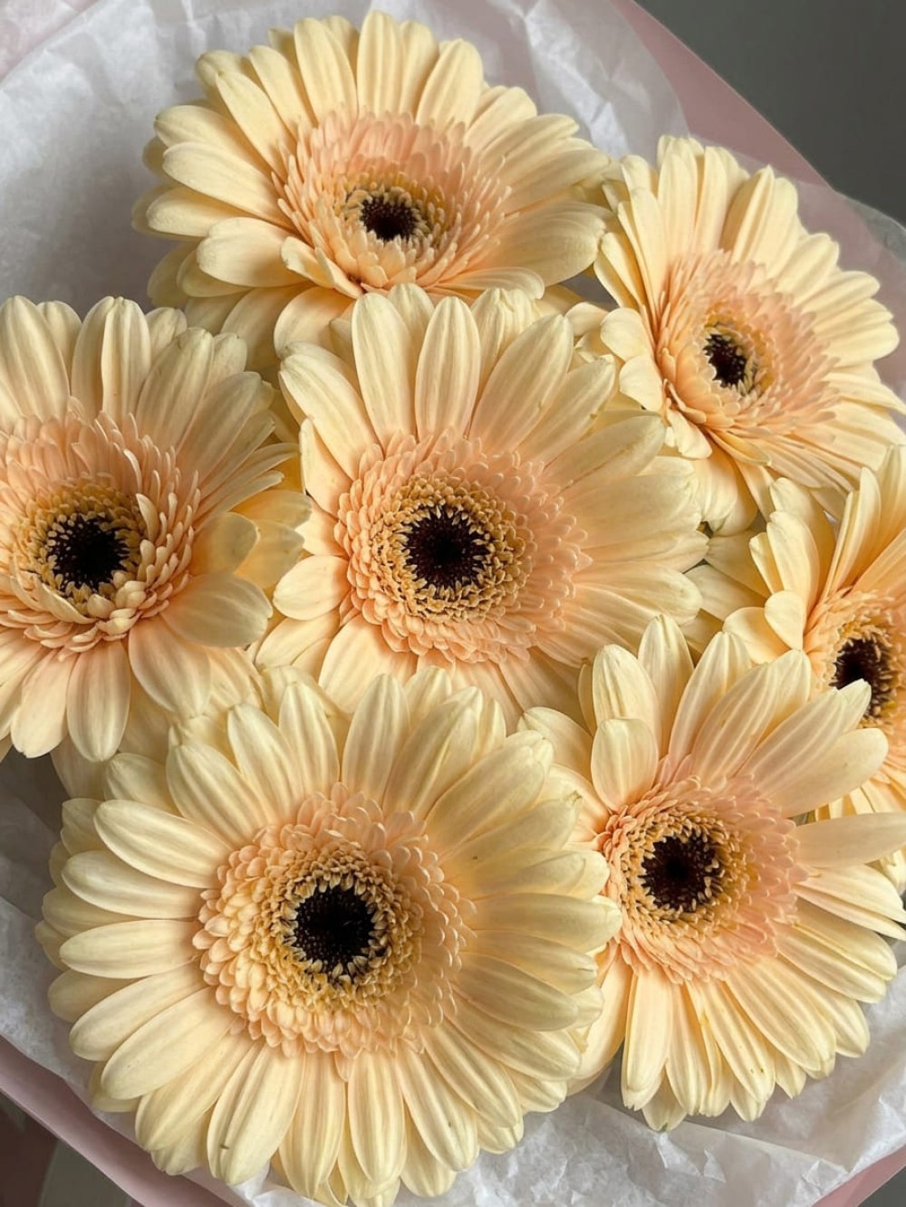 Buchet de 7 gerbere crem în ambalaj roz