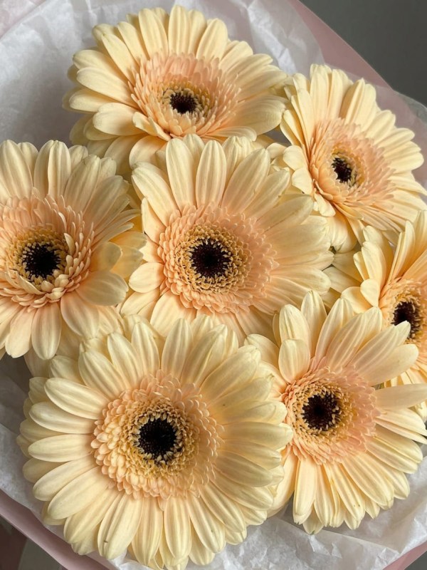 Buchet de 7 gerbere crem în ambalaj roz