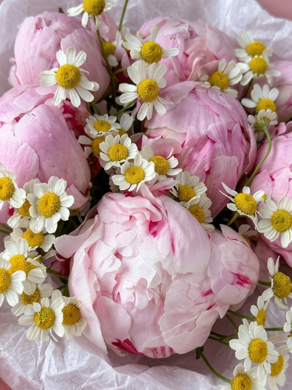 Buchet de 7 bujori Sarah Bernhardt cu tanacetum