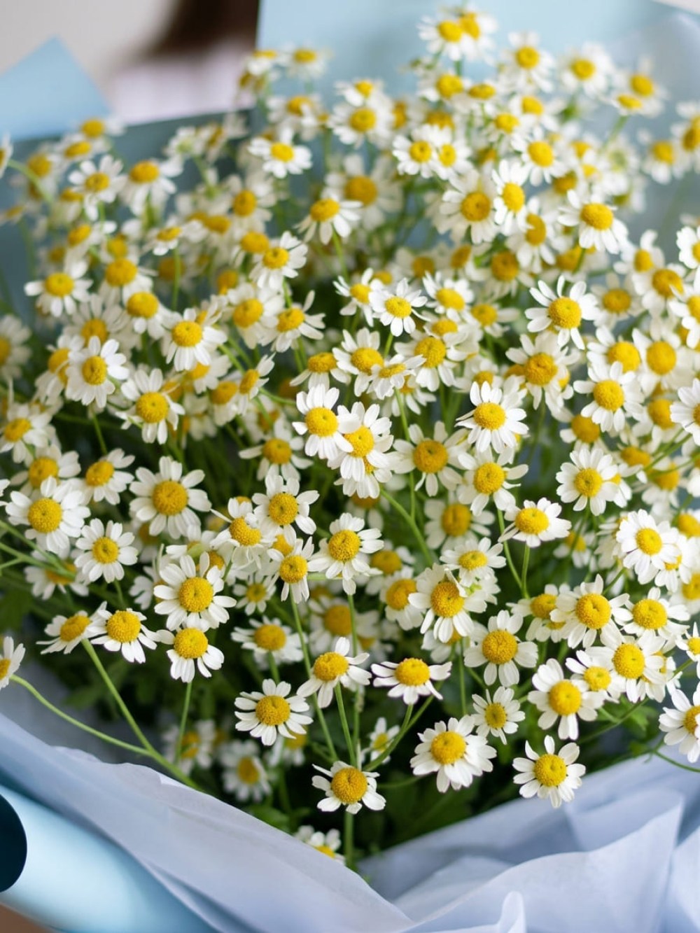 Buchet din 7 ramuri de tanacetum cu design albastru