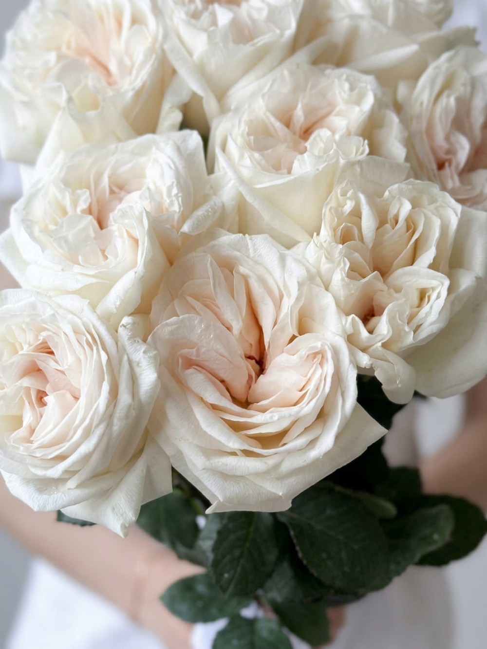 Buchet de 9 trandafiri tip bujor White O'Hara