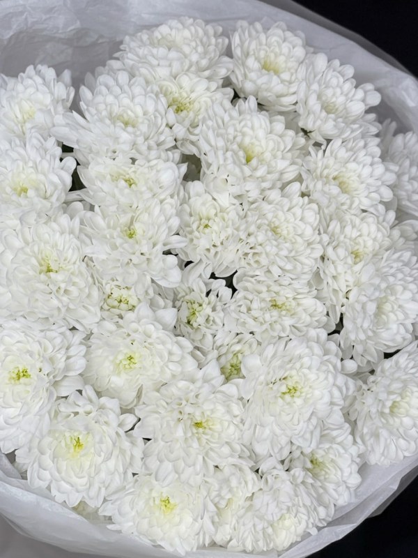 Bouquet of 9 branches of white spray chrysanthemum Altai